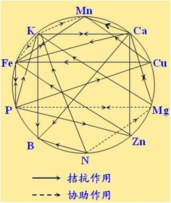 原料型鉀肥和鎂肥為什么會發(fā)生拮抗？