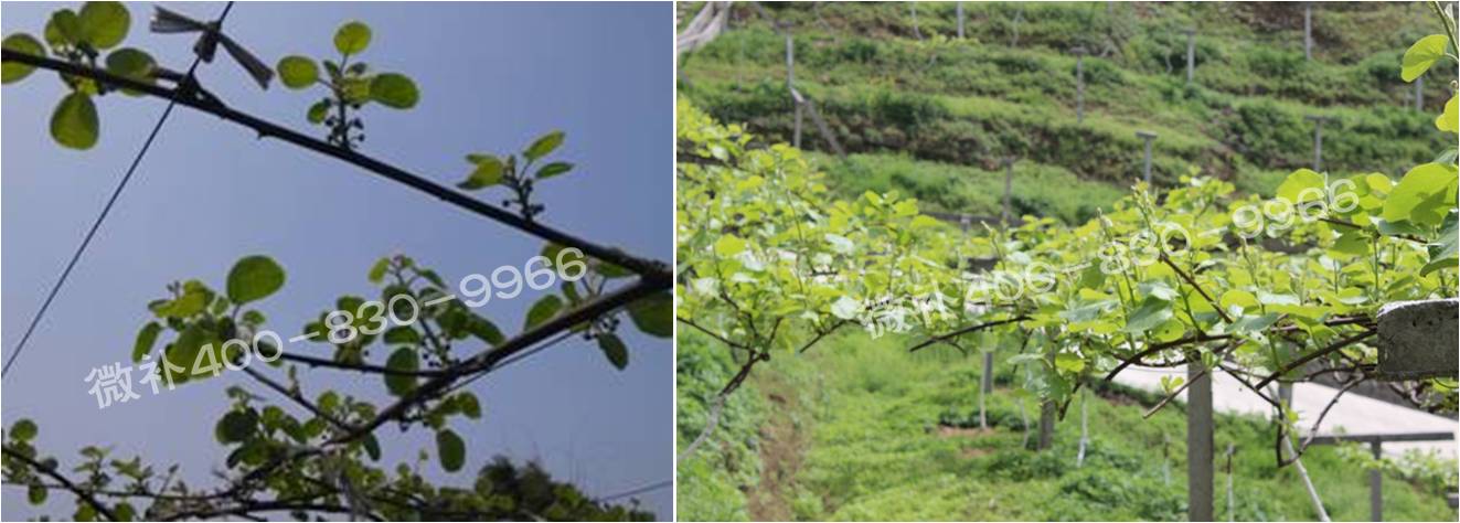 獼猴桃萌芽期如何施肥，才能促進(jìn)萌芽齊、萌芽壯？