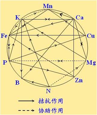 原料型鉀肥和鎂肥為什么會發(fā)生拮抗？