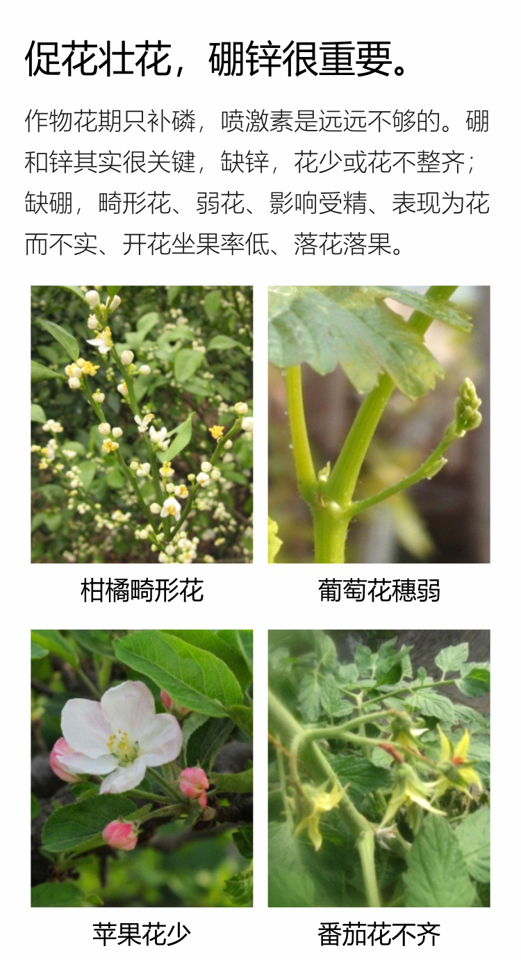 因迪樂有機(jī)促花素手機(jī)_02.jpg