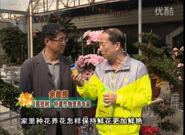 20160118珠江臺搖錢樹：家庭花卉用綠夫人600度鮮花營養(yǎng)液，花開鮮艷、花期長