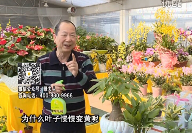 20160307珠江臺搖錢樹：陰生植物也不好種，黃葉多長勢弱？用綠夫人來呵護