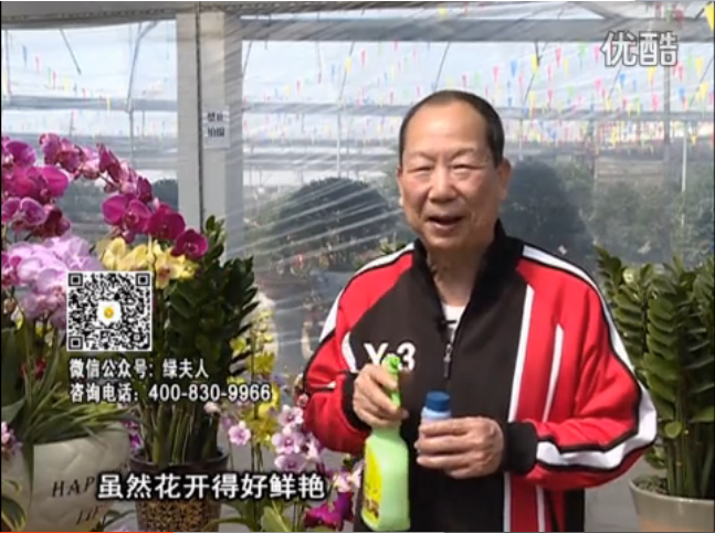 20160314珠江臺搖錢樹：家種鮮花、鮮切花，用綠夫人600度鮮花液保花艷、花期長