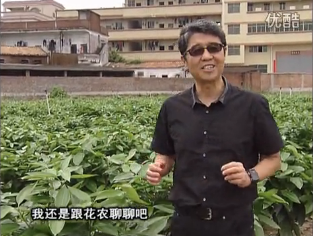 20160606珠江臺搖錢樹：觀葉植物用微補(bǔ)方案，壯根提長、保葉抗病好！