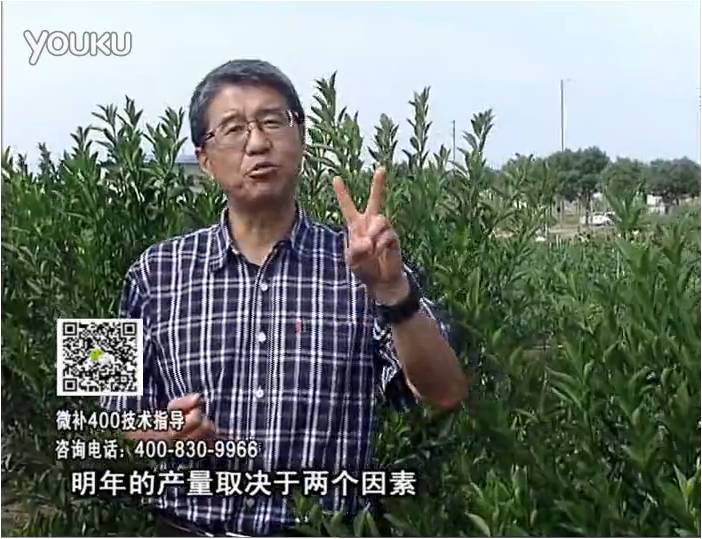 20161205珠江臺(tái)搖錢樹：柑橘噴施微補(bǔ)花力+碧力、下因迪樂有機(jī)肥，促花恢復(fù)長(zhǎng)勢(shì)好