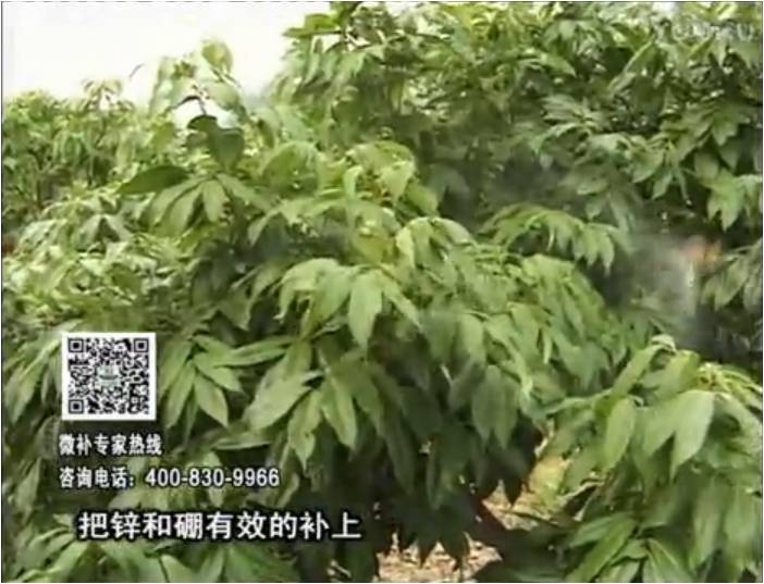 20170213珠江臺搖錢樹：荔枝噴施微補花力+硼力，補充鋅硼健壯來花