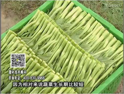 20170306珠江臺搖錢樹：蔬菜澆施微補根力鈣+精力，提高蔬菜長勢，減少病害，提高收益