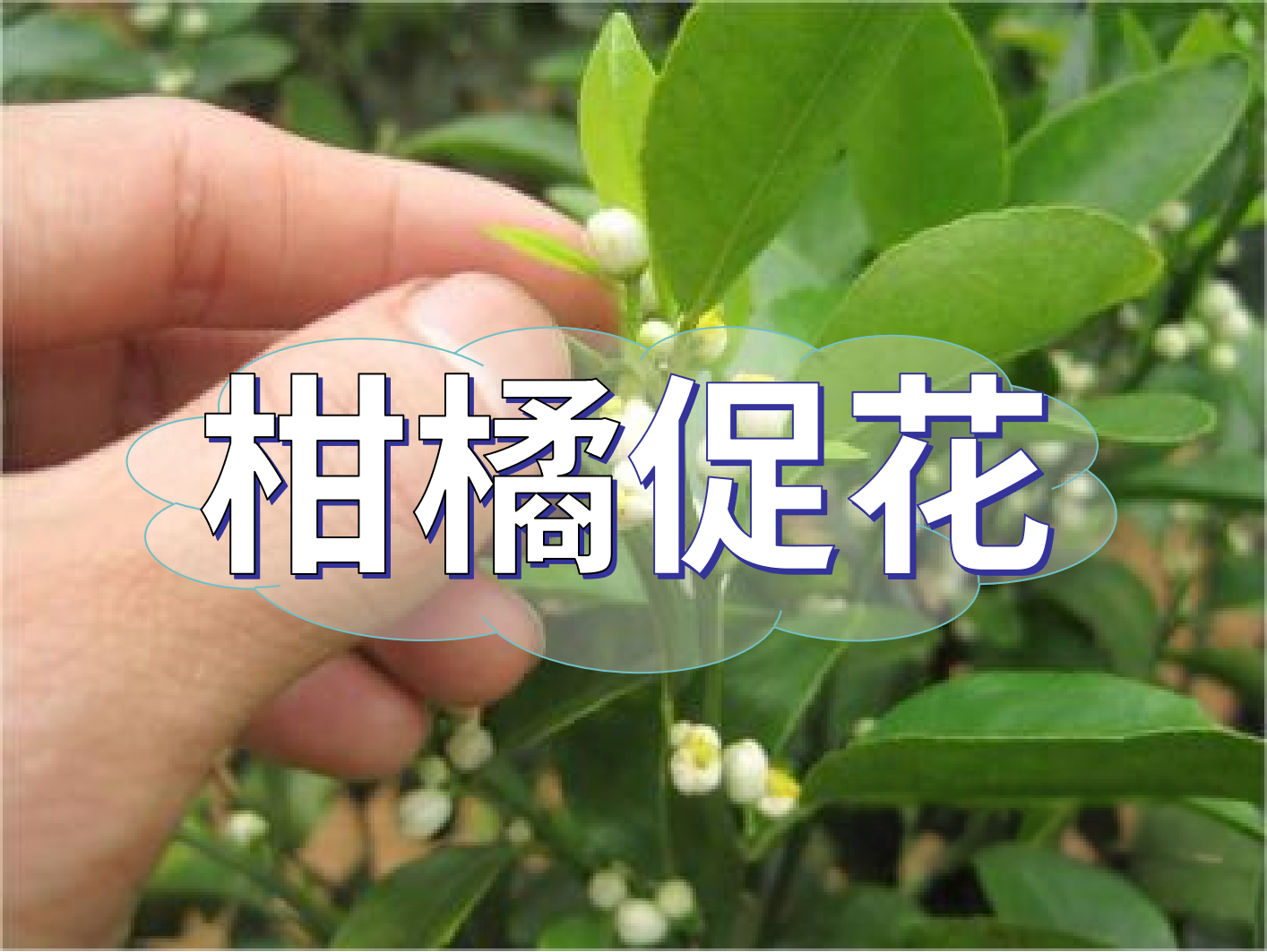 到了柑橘秋梢期，什么時(shí)候促花？