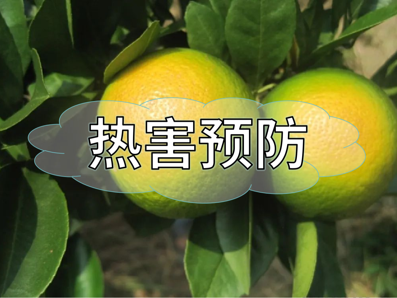 高溫?zé)岷r(nóng)業(yè)生產(chǎn)的 "隱形殺手"，熱害防御指南