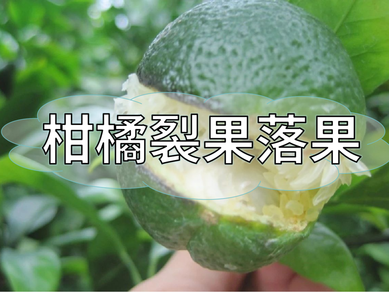 柑橘膨果提質期，防裂果防落果秘籍先收好