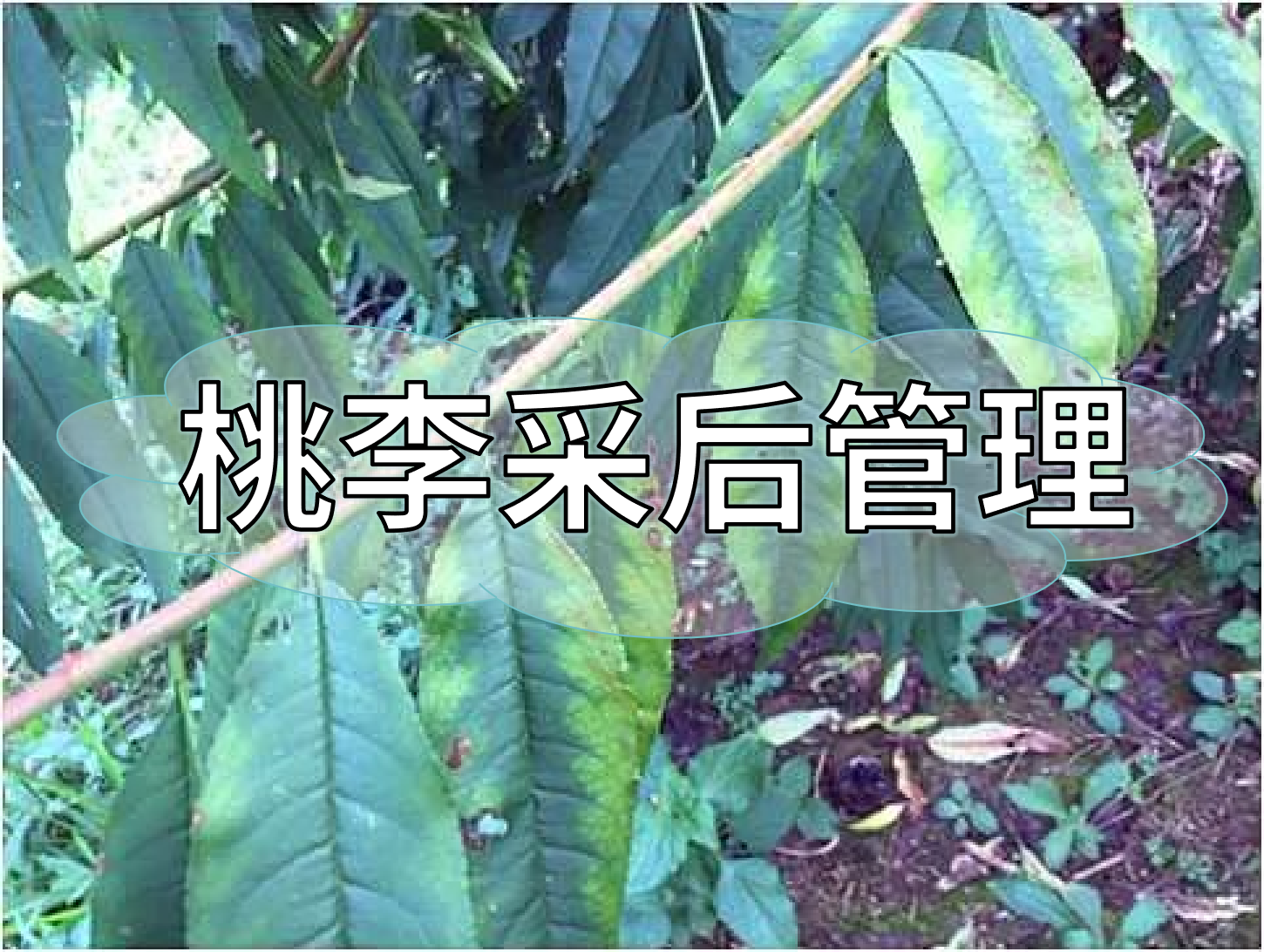 桃樹采后管理技術要點：養(yǎng)樹促花為來年豐產(chǎn)奠基
