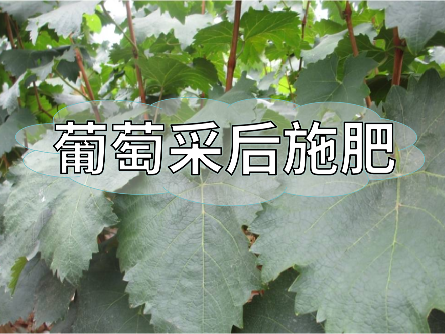 高產(chǎn)葡萄園采后如何施肥？