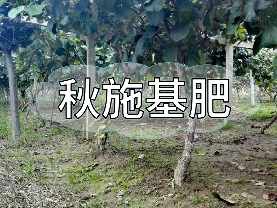 果樹秋肥要補(bǔ)好更要補(bǔ)對！秋肥方案全附上