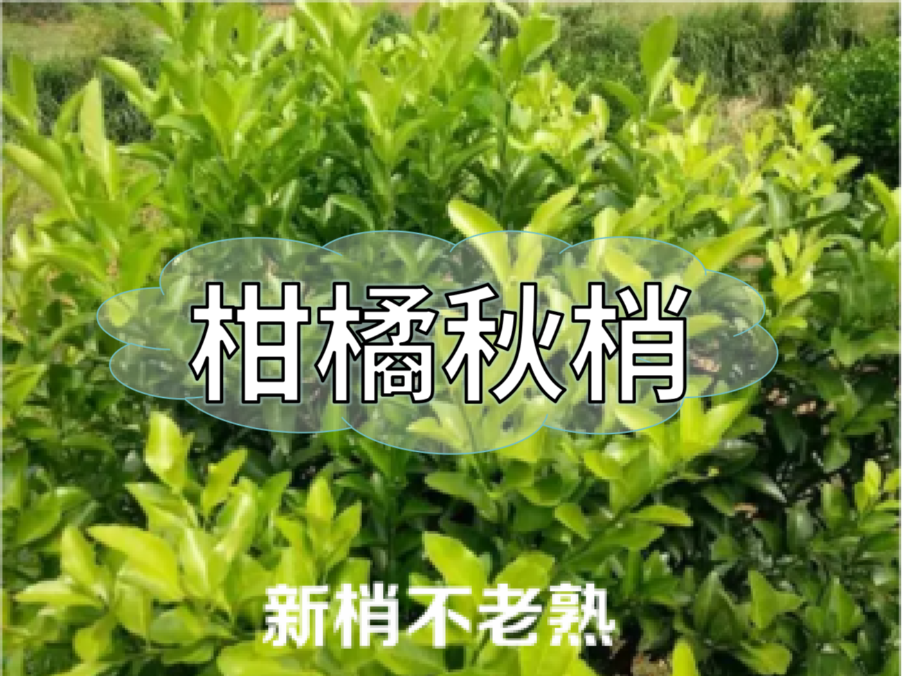 柑橘新梢剛抽出就發(fā)黃，不轉(zhuǎn)綠，怎么辦？