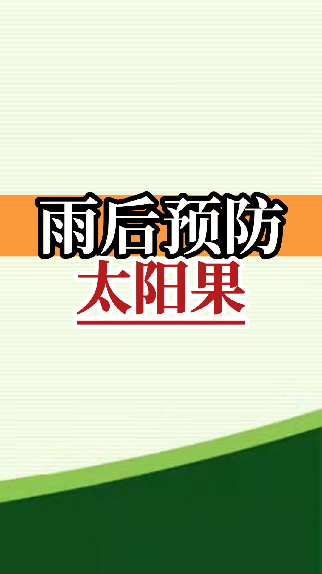 雨后高溫柑橘更易曬傷，及時(shí)管理預(yù)防太陽(yáng)果