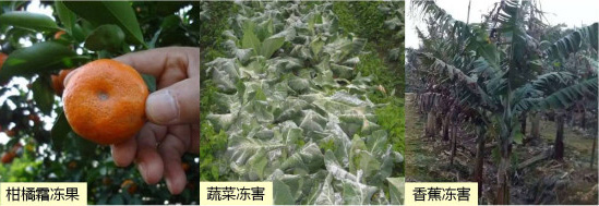 讓作物安全過冬的實用小妙招，速看