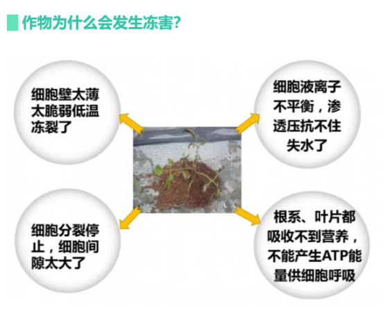 讓作物安全過冬的實用小妙招，速看