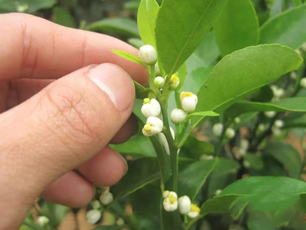 沃柑茂谷柑來花多要疏花，促花工作就不做了，小心花多不壯