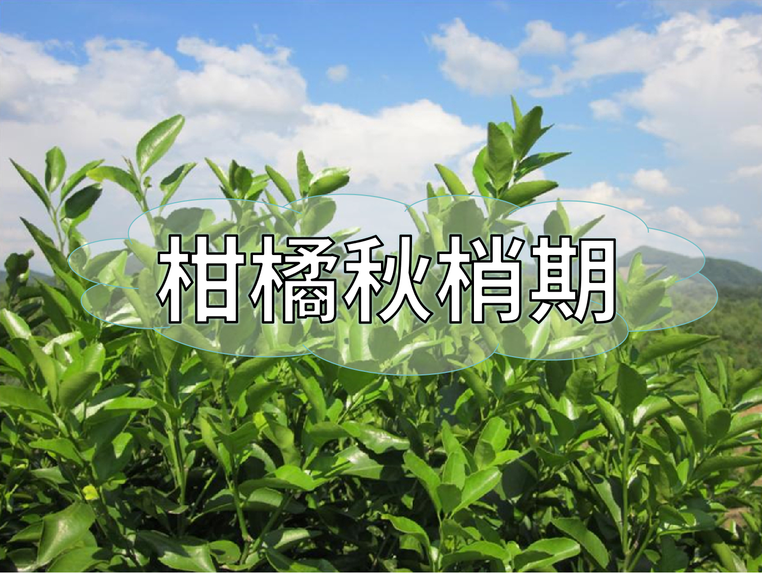 柑橘放秋梢、膨果、促花如何同時進行？
