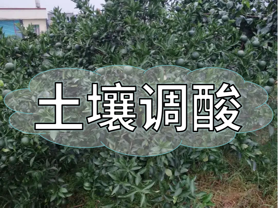 柑橘膨大期，土壤調酸與施膨果肥一樣重要