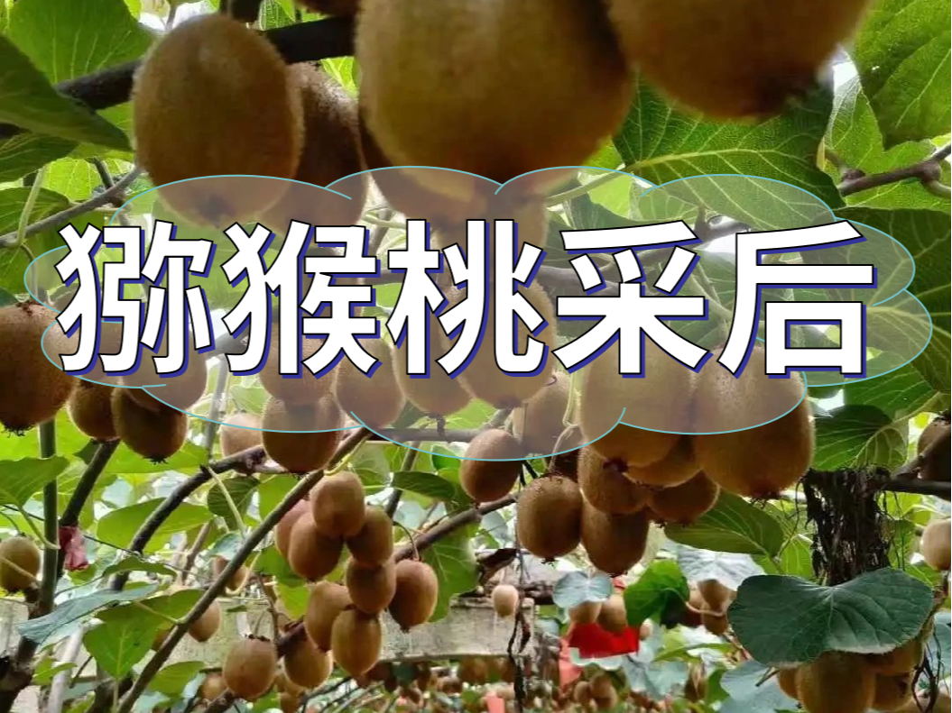 獼猴桃采后做好3點(diǎn)，來年繼續(xù)大豐收