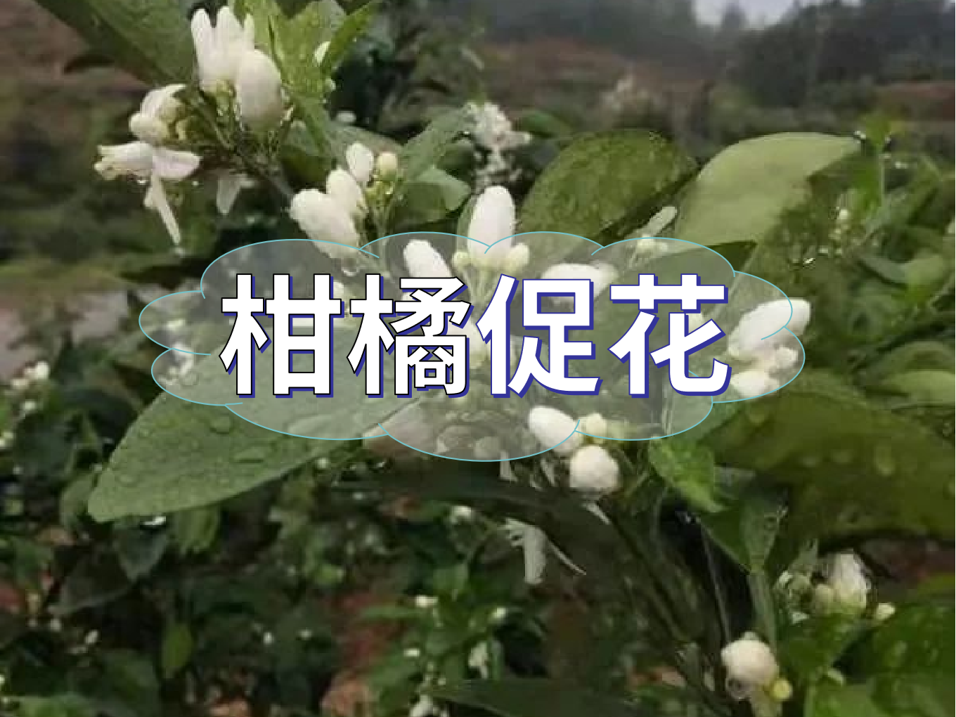 柑橘促花三要領(lǐng)，促進(jìn)優(yōu)質(zhì)花的形成