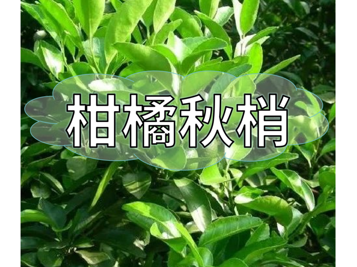 秋梢放不出怎么辦？如何放出健壯秋梢？