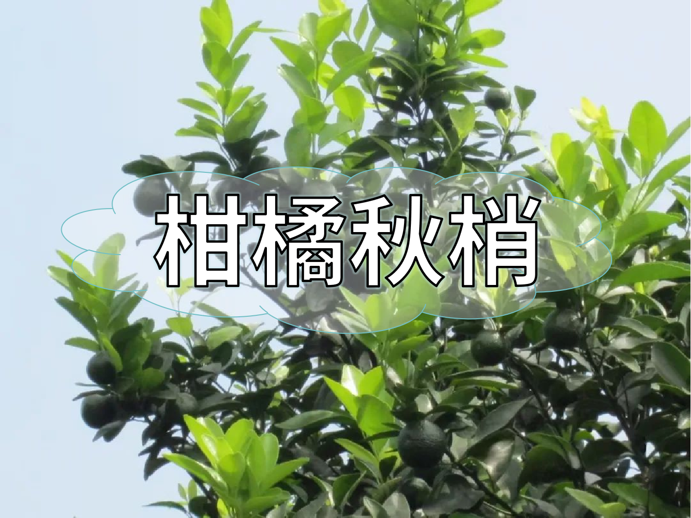 柑橘秋梢管理痛點(diǎn)，三招培育健壯結(jié)果母枝