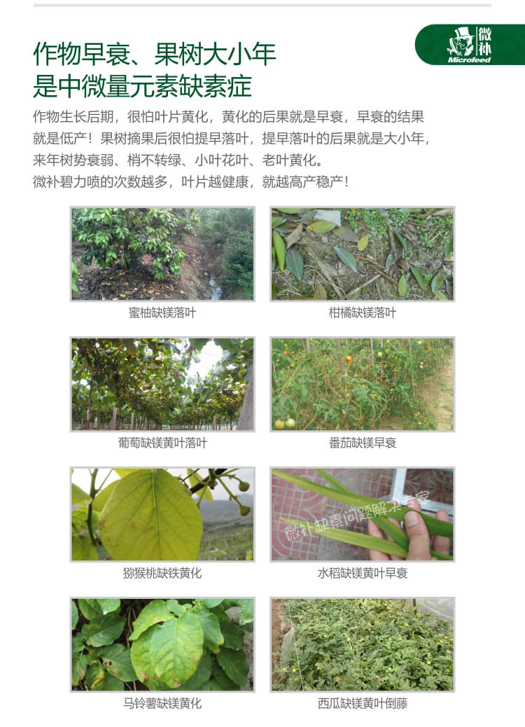 微補(bǔ)碧力