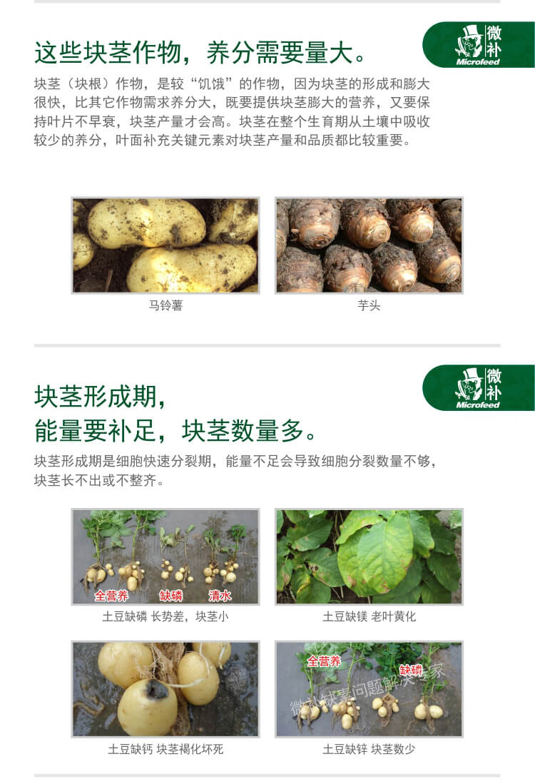 微補薯元寶
