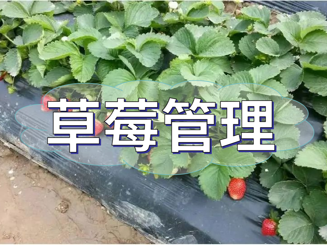 這樣做讓你的草莓品質(zhì)好，產(chǎn)量高！