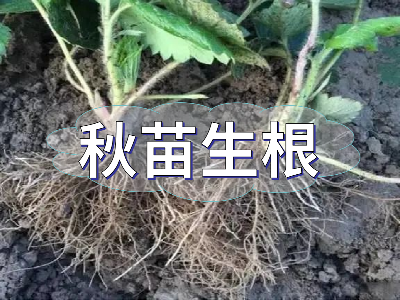 秋播開始，生根養(yǎng)根是作物健壯增產(chǎn)提質(zhì)的關(guān)鍵
