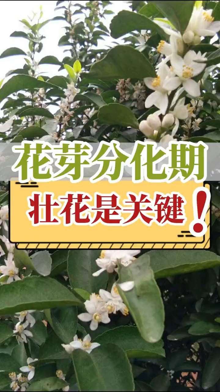 花芽分化期，壯花是關(guān)鍵！