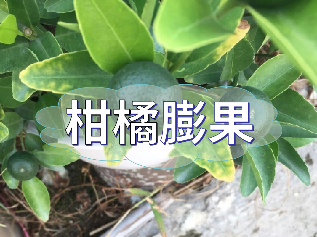 柑橘膨果慢？膨果并非多補鉀這么簡單！