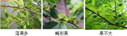 核果類(lèi)營(yíng)養(yǎng)方案
