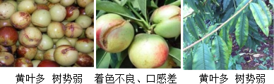 核果類(lèi)營(yíng)養(yǎng)方案
