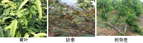 核果類(lèi)營(yíng)養(yǎng)方案
