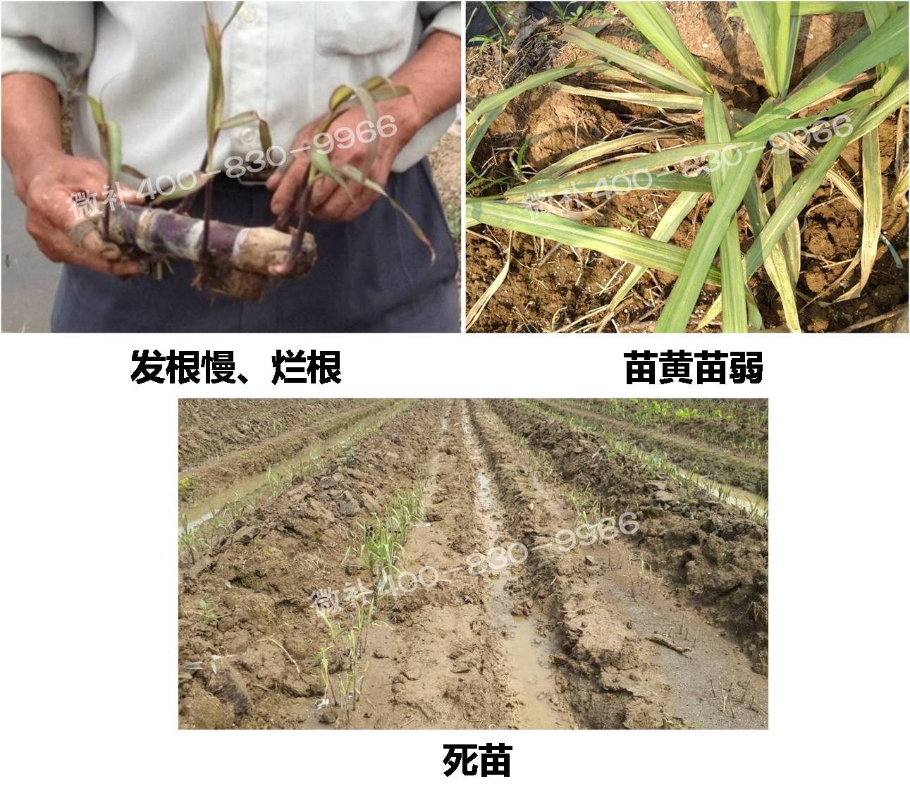 甘蔗營(yíng)養(yǎng)方案