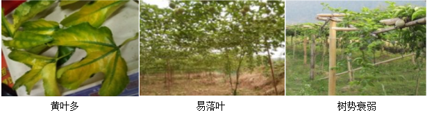 百香果營養(yǎng)方案