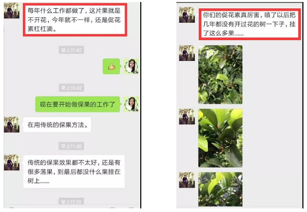 秋梢期，柑橘果農(nóng)都在做這件事……