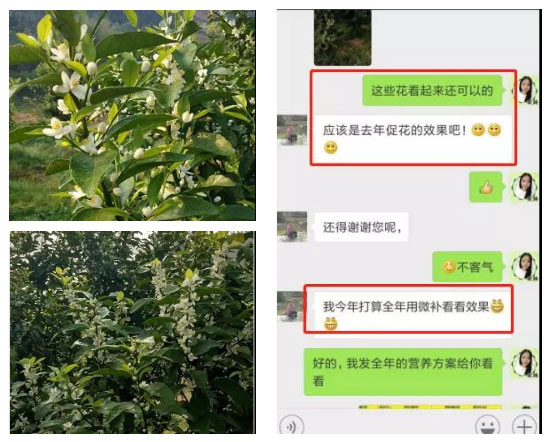 秋梢期，柑橘果農(nóng)都在做這件事……