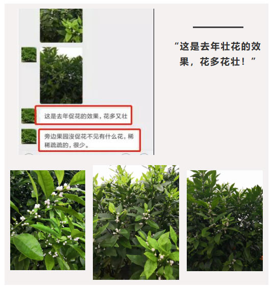 秋梢期，柑橘果農(nóng)都在做這件事……