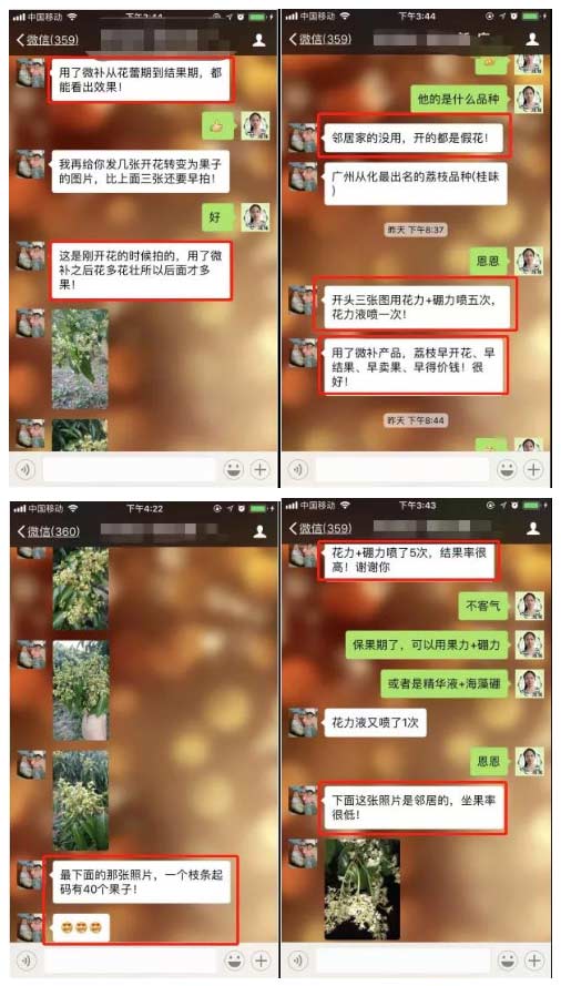 荔枝園連年高產(chǎn)，秘訣在這里