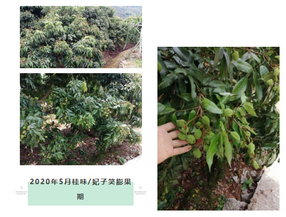 荔枝園連年高產(chǎn)，秘訣在這里