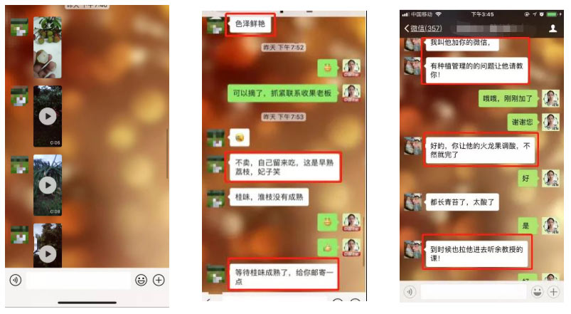 荔枝園連年高產(chǎn)，秘訣在這里