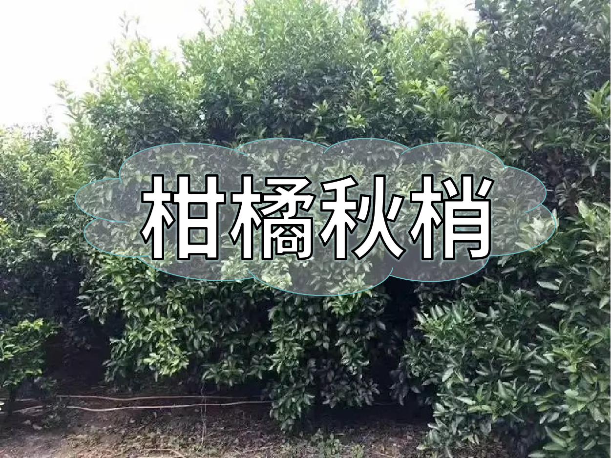 柑橘秋梢老熟期，抓好重點(diǎn)穩(wěn)今年，保明年